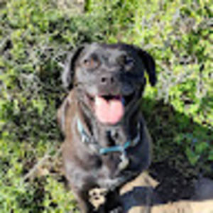 Meet your Posher, Hazel